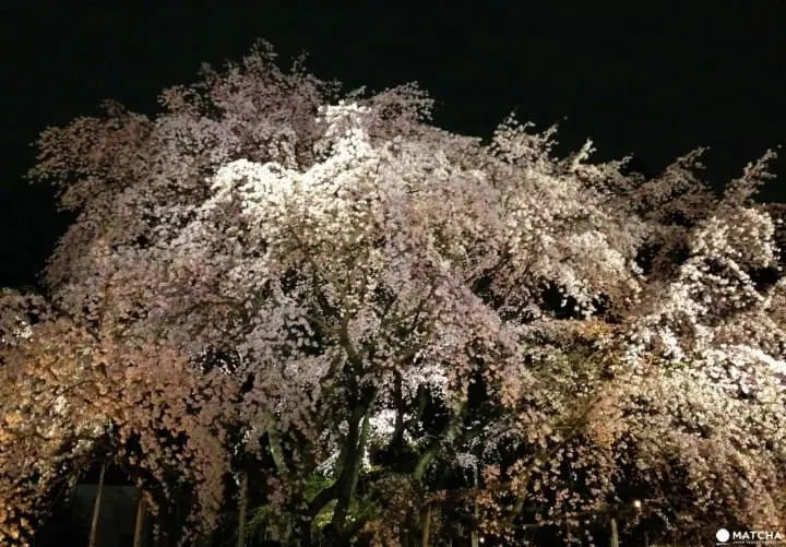 六義園─氣勢磅薄的枝垂櫻