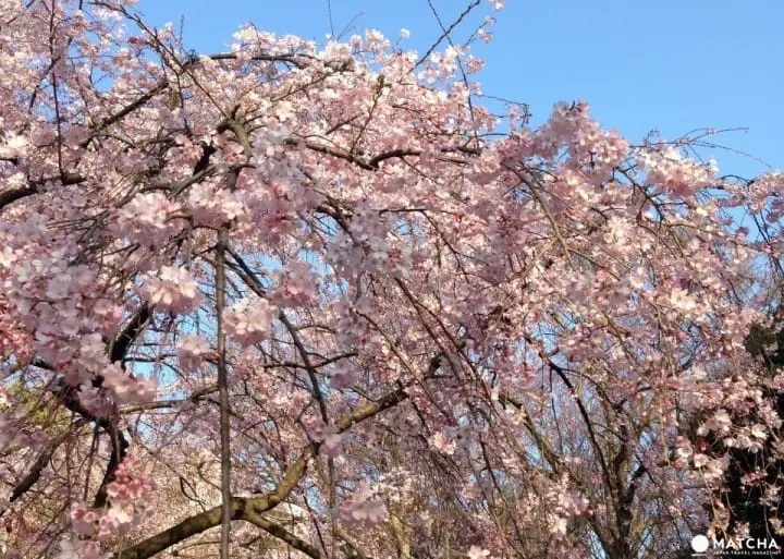六義園─氣勢磅薄的枝垂櫻