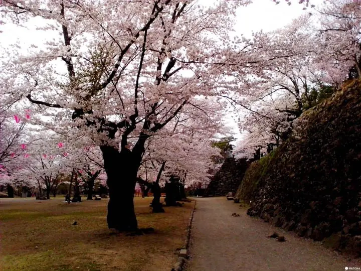 櫻花季受夠人擠人！小諸懷古園私房景點大公開