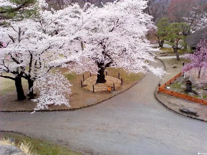 櫻花季受夠人擠人！小諸懷古園私房景點大公開