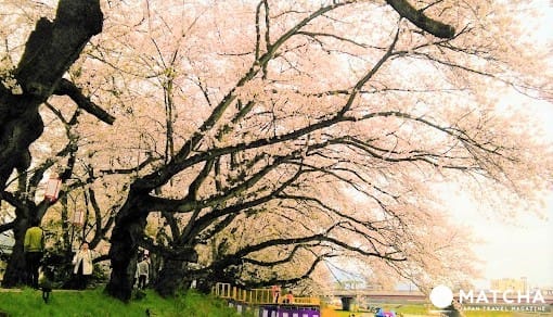 【中部北陆】名古屋岐阜富山石川福井纵走 交通票券景点旅游攻略(下集)