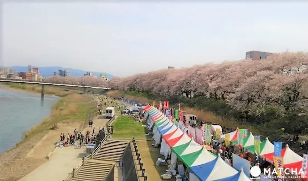 幸福单车悠游福井市中心,缤纷春日赏樱美食好去处