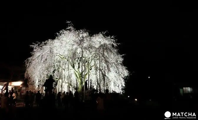 幸福单车悠游福井市中心,缤纷春日赏樱美食好去处