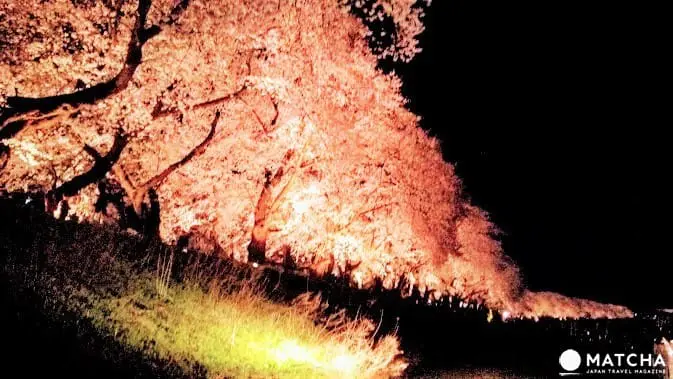 幸福单车悠游福井市中心,缤纷春日赏樱美食好去处