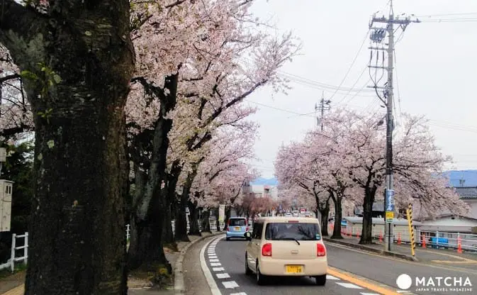 幸福单车悠游福井市中心,缤纷春日赏樱美食好去处