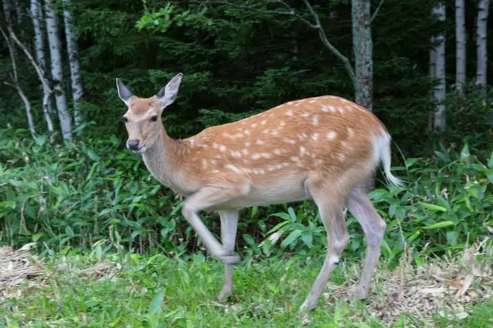 世界遺産・知床の温泉が流れる不思議なカムイワッカ湯の滝〜ツアーとホテルなど〜