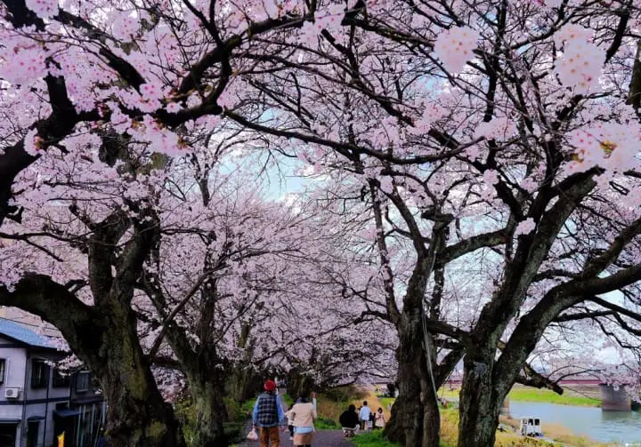 【赏樱】幸福单车悠游福井市中心,缤纷春日赏樱美食好去处