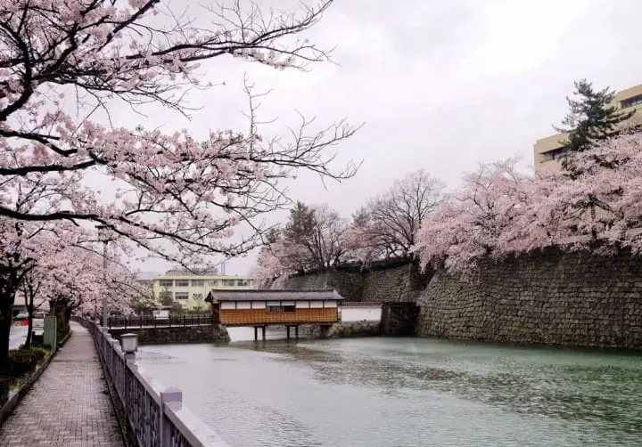 【赏樱】幸福单车悠游福井市中心,缤纷春日赏樱美食好去处