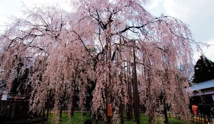 【赏樱】幸福单车悠游福井市中心,缤纷春日赏樱美食好去处
