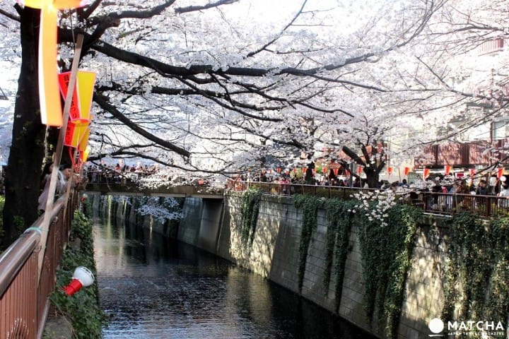 ตระเวนชิมของหวานริมแม่น้ำเมกุโระในฤดูซากุระ (Meguro River)