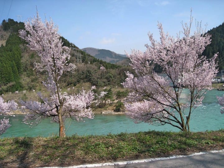 赏樱
