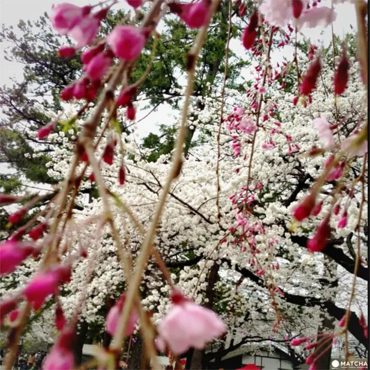 A Castle Surrounded By Pink Blossoms - The Sakura At Odawara Castle
