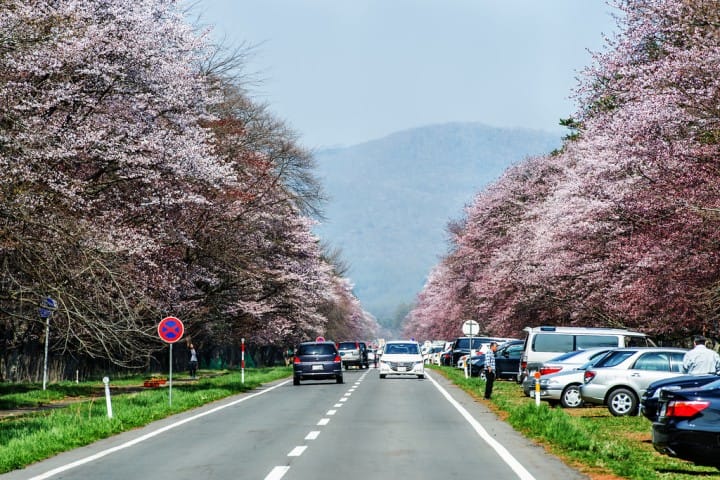 错过三月樱花季!晚开北海道樱花5选