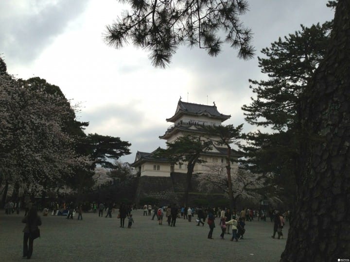 A Castle Surrounded By Pink Blossoms - The Sakura At Odawara Castle