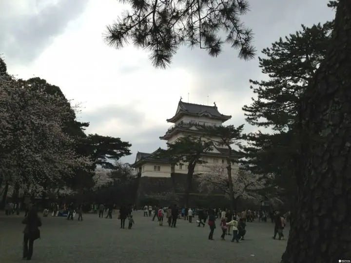 A Castle Surrounded By Pink Blossoms - The Sakura At Odawara Castle