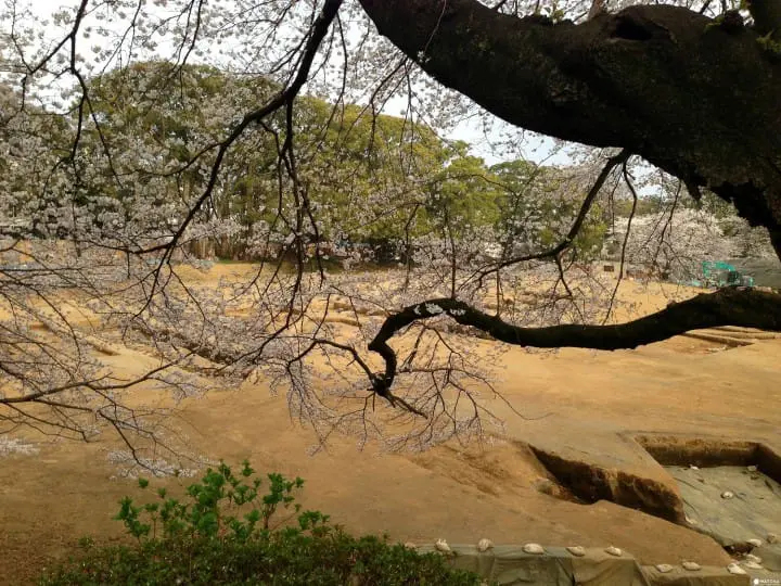 A Castle Surrounded By Pink Blossoms - The Sakura At Odawara Castle