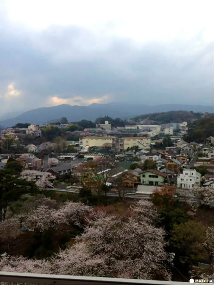 A Castle Surrounded By Pink Blossoms - The Sakura At Odawara Castle