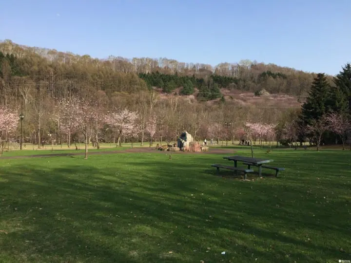 誰說富良野只有薰衣草？賞櫻＋眺望積雪十勝岳連峰一次滿足
