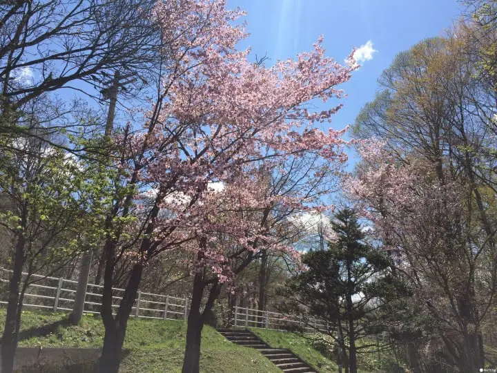 誰說富良野只有薰衣草？賞櫻＋眺望積雪十勝岳連峰一次滿足