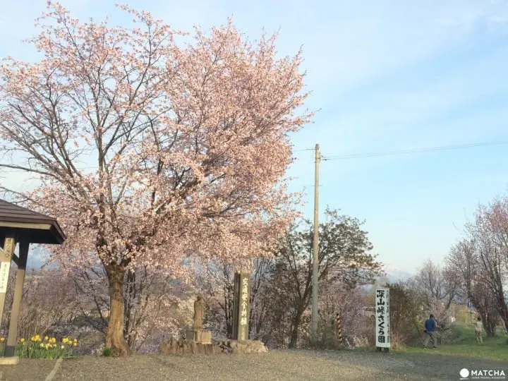 誰說富良野只有薰衣草？賞櫻＋眺望積雪十勝岳連峰一次滿足
