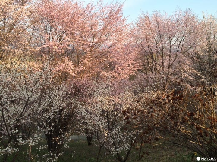 誰說富良野只有薰衣草?賞櫻+眺望積雪十勝岳連峰一次滿足