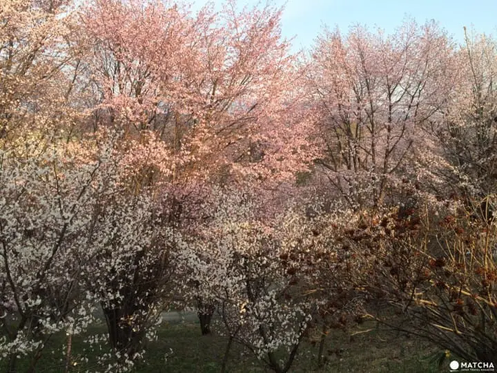 誰說富良野只有薰衣草？賞櫻＋眺望積雪十勝岳連峰一次滿足