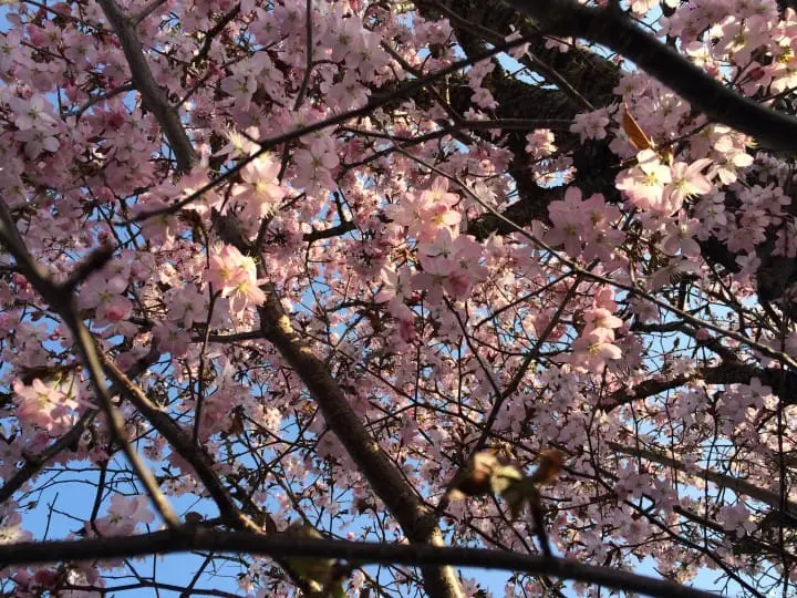 誰說富良野只有薰衣草？賞櫻＋眺望積雪十勝岳連峰一次滿足
