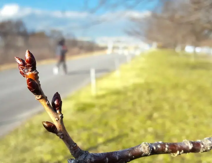 A Sweet Obsession with Obuse, Nagano