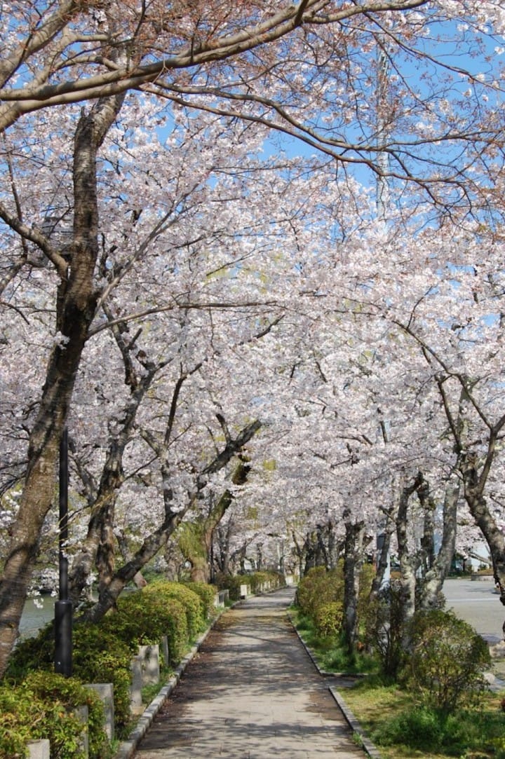 kameoka sakura