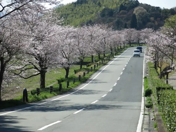 京都でゆっくりお花見を楽しみたい方必見！京都・亀岡のお花見スポット5選
