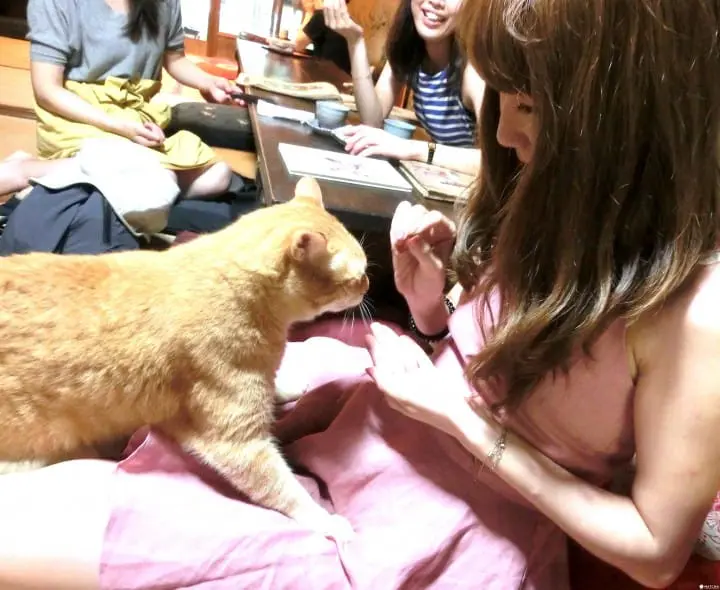 【京都】东、西方文化交织的“Kyoto 生chocolate organic tea house”