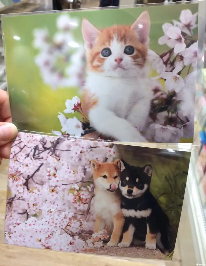 春天來日本就是要買櫻花文具!