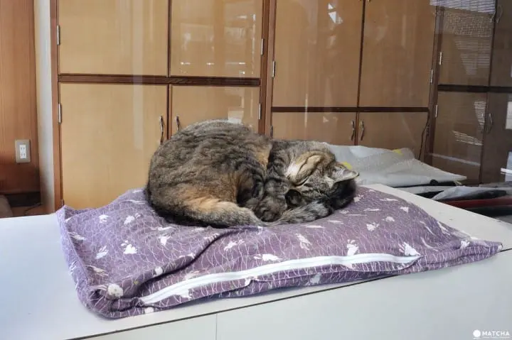 Witness The Making Of A Japanese Sword! The Bizen Osafune Sword Museum