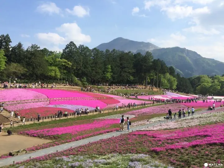 4、5月繼續追花季—來秩父賞芝櫻一日遊！