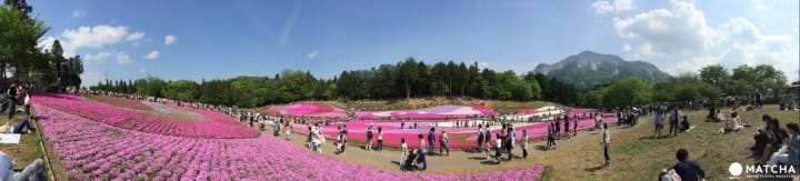 秩父芝櫻