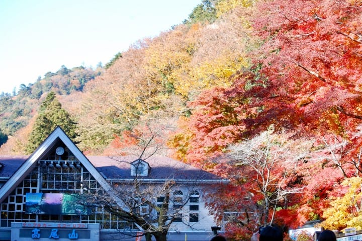 高尾山賞楓