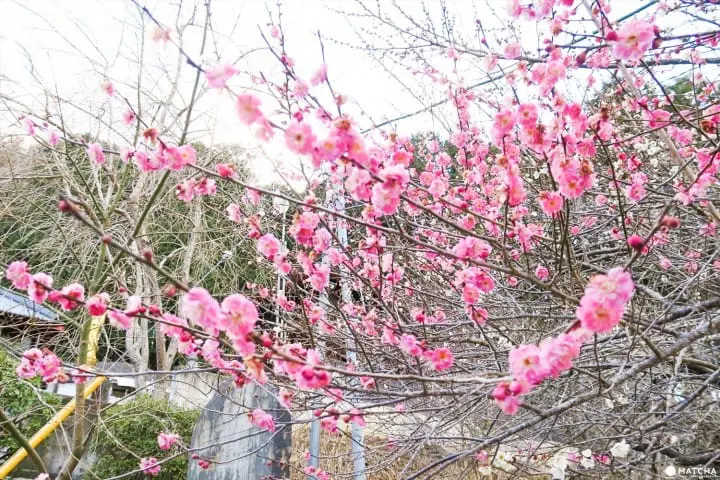 草稿【東京近郊】千葉縣・養老溪谷感受溪邊景色四季變化之美最令人滿足