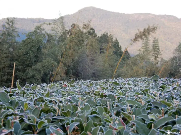 Ride a steam locomotive along the beautiful Oigawa Valley in Shizuoka and stay at Japanese farmhouses surrounded by tea fields and the foothills of Fujisan.