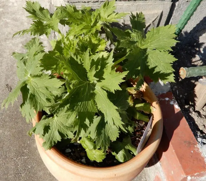 Ride a steam locomotive along the beautiful Oigawa Valley in Shizuoka and stay at Japanese farmhouses surrounded by tea fields and the foothills of Fujisan.