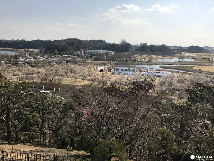 【茨城縣水戶】日本三名園之梅花庭園「偕樂園」