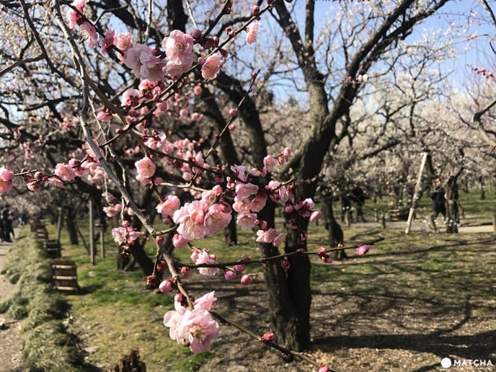 【茨城縣水戶】日本三名園之梅花庭園「偕樂園」