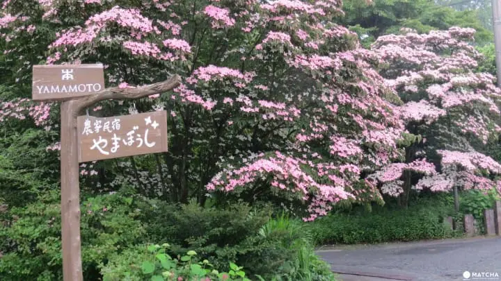 Ride a steam locomotive along the beautiful Oigawa Valley in Shizuoka and stay at Japanese farmhouses surrounded by tea fields and the foothills of Fujisan.