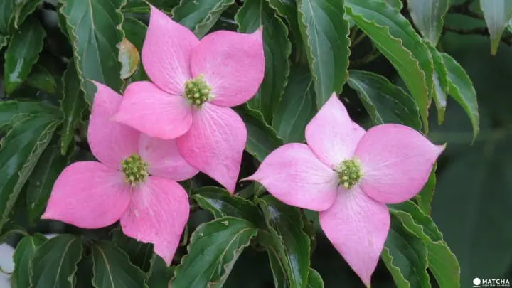 Ride a steam locomotive along the beautiful Oigawa Valley in Shizuoka and stay at Japanese farmhouses surrounded by tea fields and the foothills of Fujisan.