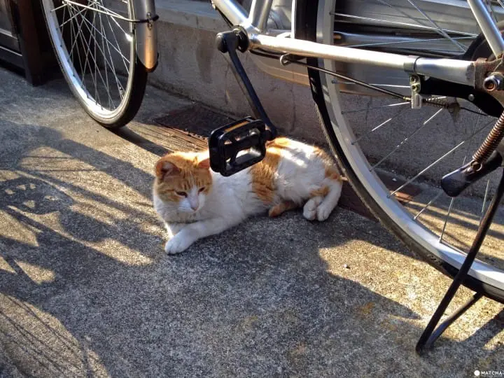 在日本騎腳踏車前一定要知道的七件事