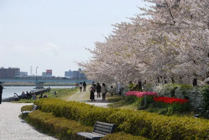 新潟桜：やすらぎ堤