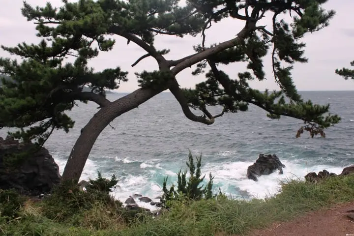 Visit Jogasaki Coast for its Amazing Views and an Unforgettable Experience