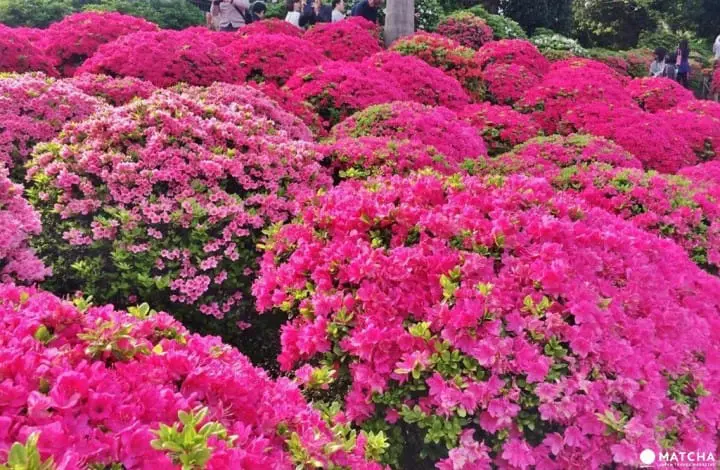 不只櫻花，東京的春天還有根津神社的杜鵑花祭不容錯過！