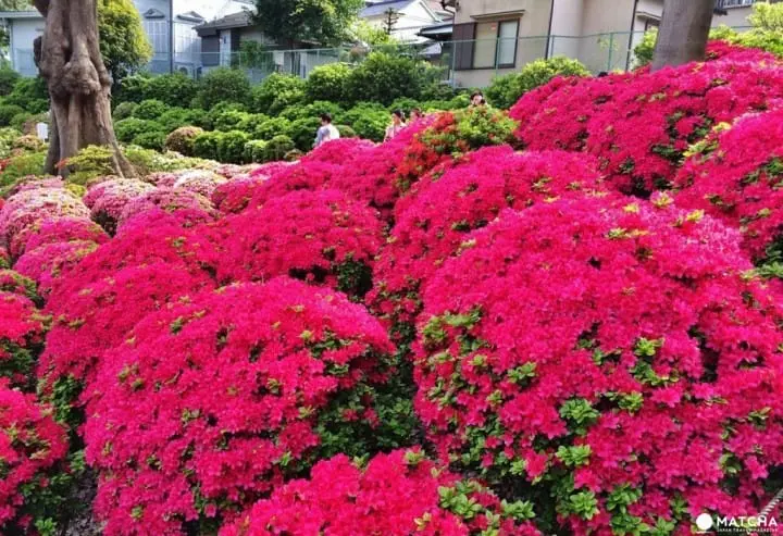 不只櫻花，東京的春天還有根津神社的杜鵑花祭不容錯過！