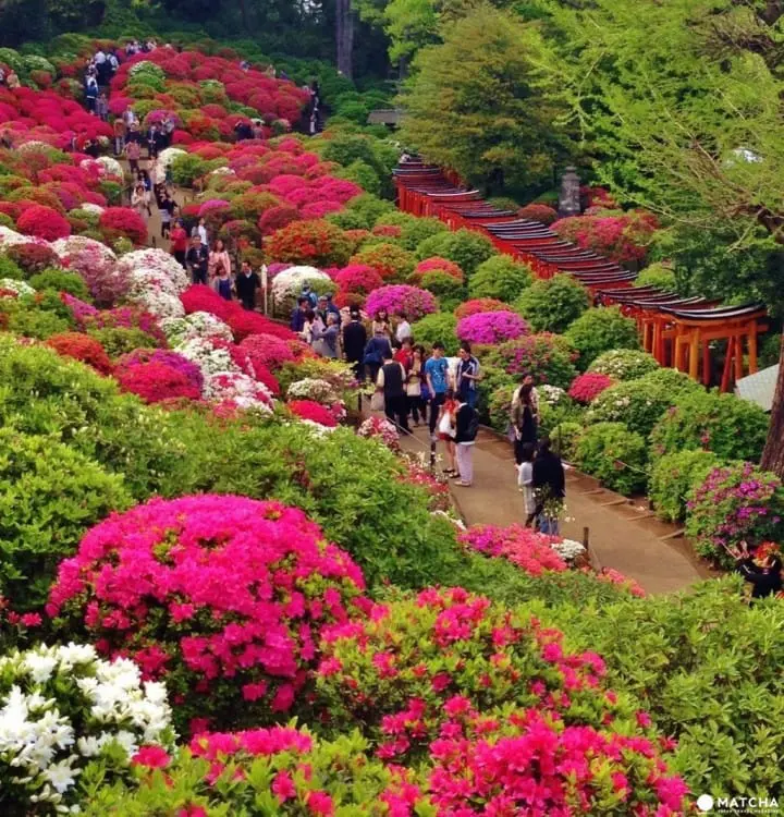 不只櫻花，東京的春天還有根津神社的杜鵑花祭不容錯過！
