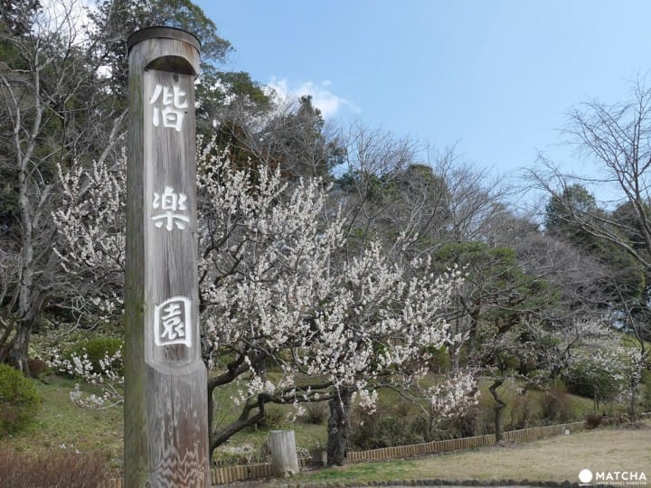 【茨城縣水戶】到日本三名園偕樂園賞梅跟弘道館夜晚點燈